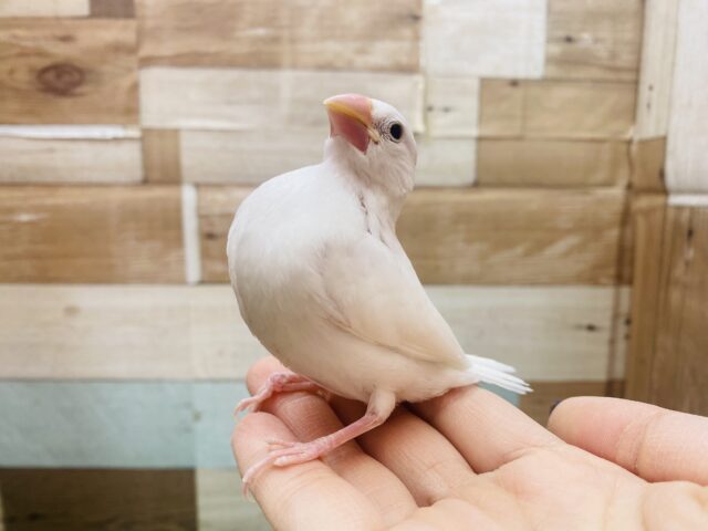 白文鳥