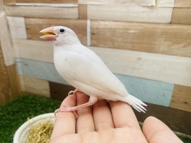 白文鳥