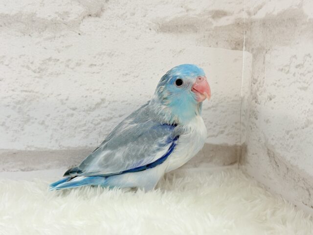 マメルリハ