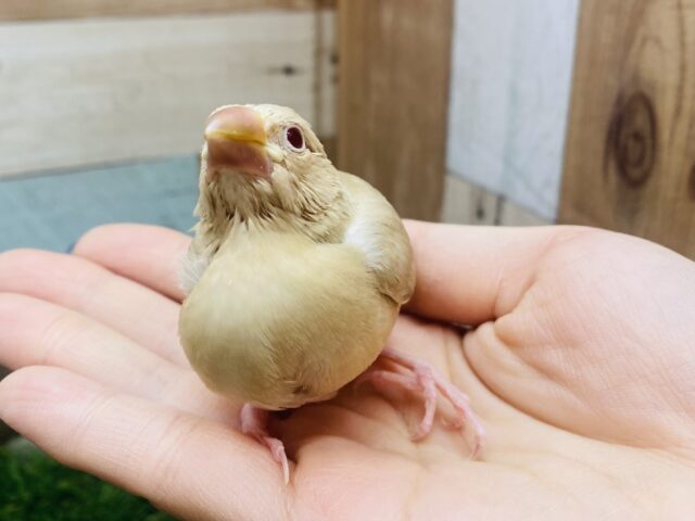シナモン文鳥