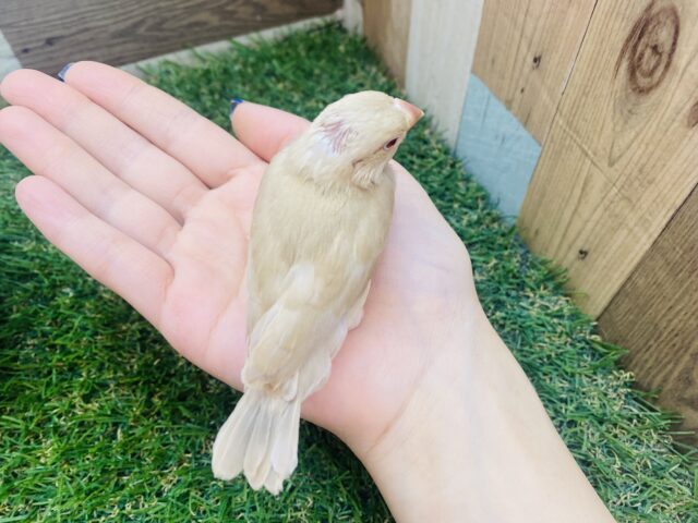 シナモン文鳥