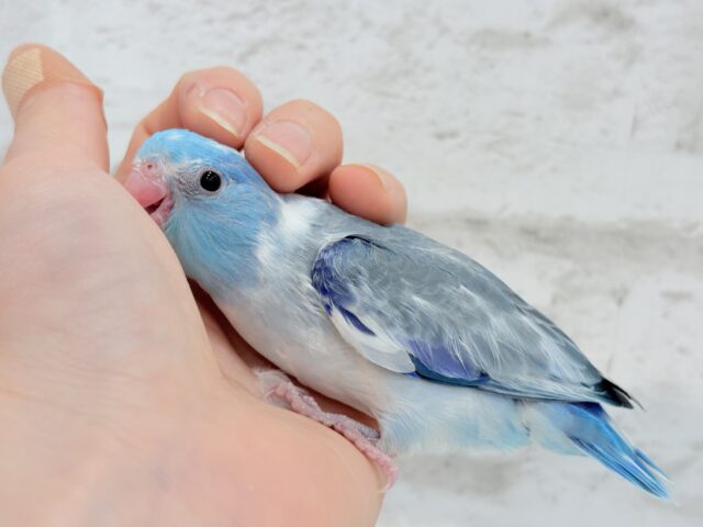 マメルリハ