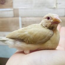 最新画像有ります☀️優しいシナモンはみんなのトリコ🫶人気カラーのシナモン文鳥やって来ました🌟