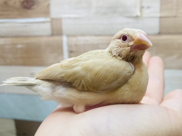 最新画像有ります☀️優しいシナモンはみんなのトリコ🫶人気カラーのシナモン文鳥やって来ました🌟