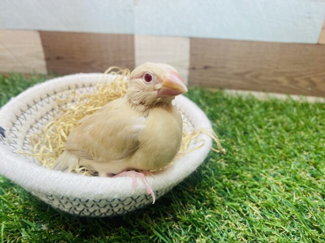 シナモン文鳥