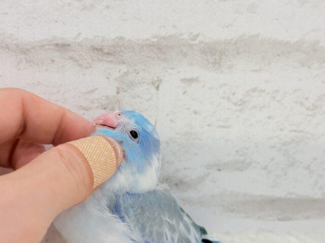 マメルリハ