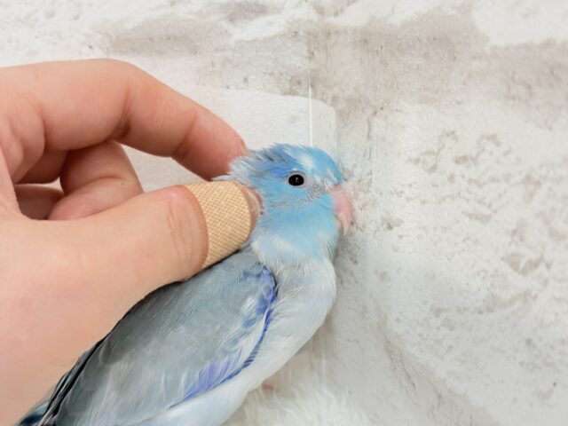マメルリハ