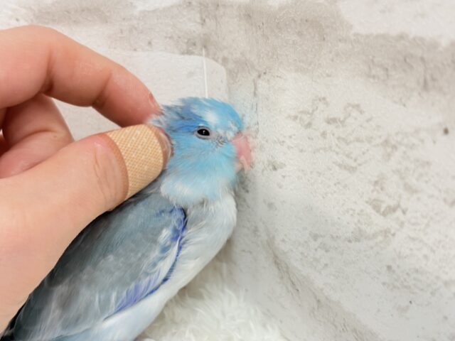 マメルリハ