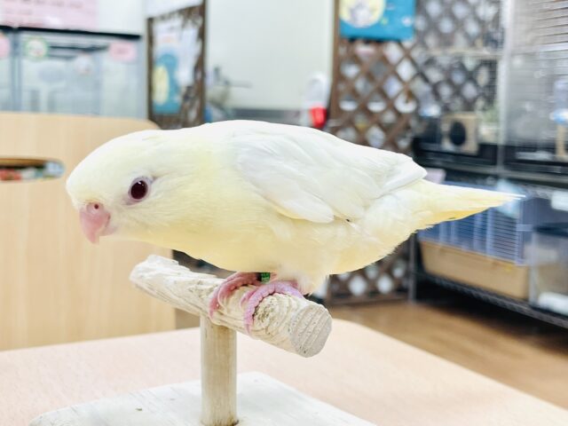 サザナミインコ