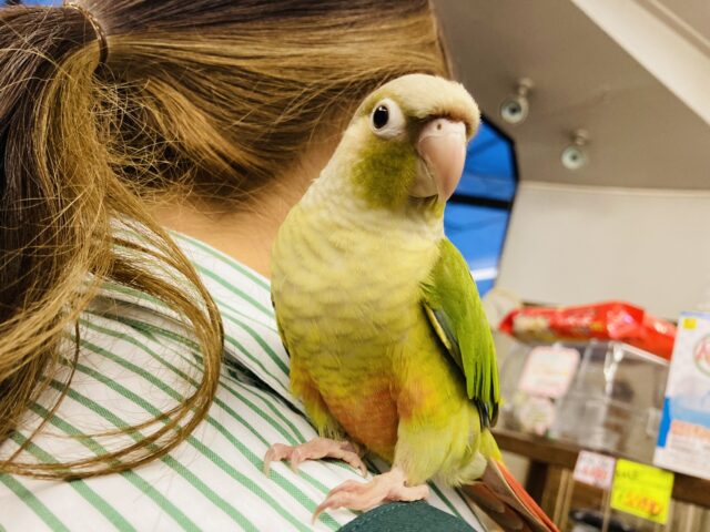 ホオミドリウロコインコ