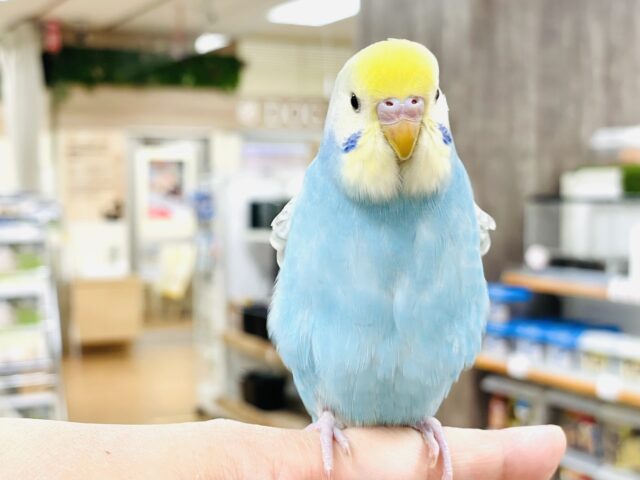 セキセイインコ
