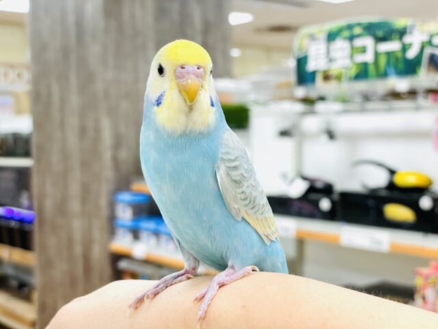 セキセイインコ