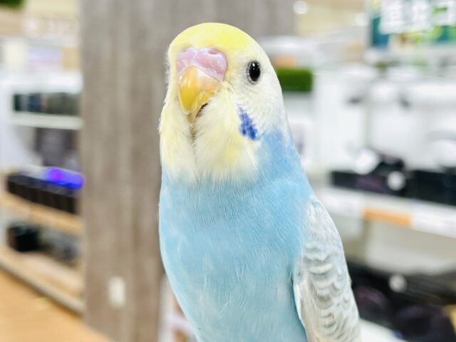 セキセイインコ