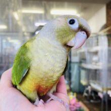 最新画像&動画更新🆙懐こく愉快な❤︎*ˊᵕˋ かわいいかわいいウロコインコさん(シナモン)💟