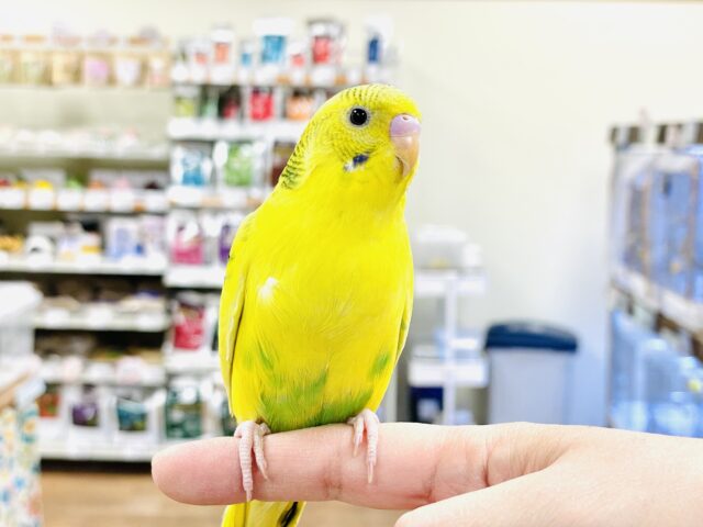 セキセイインコ