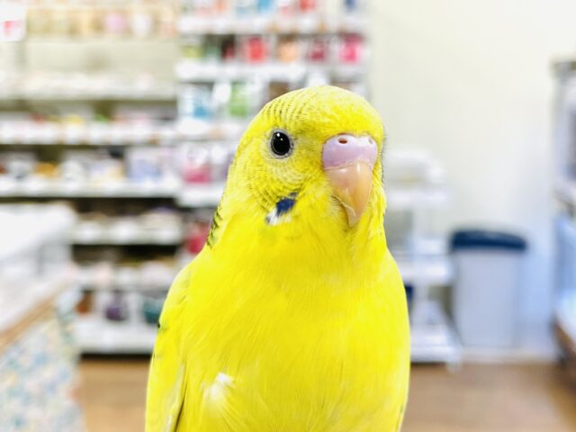 セキセイインコ