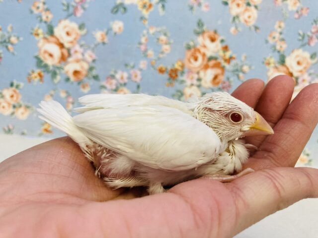 アルビノ文鳥