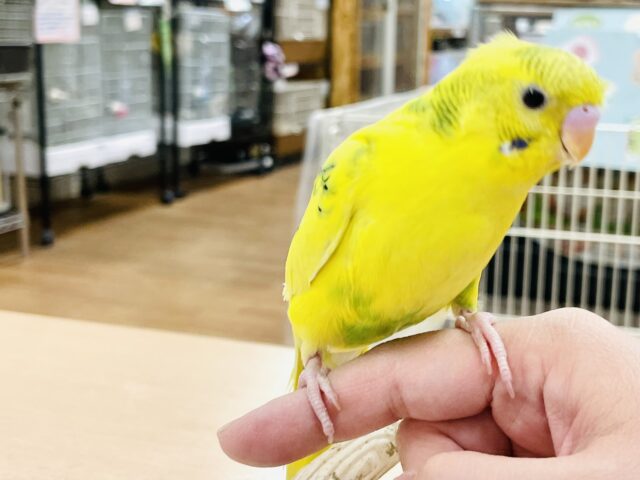 セキセイインコ