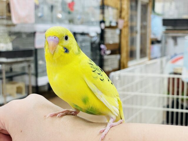 セキセイインコ
