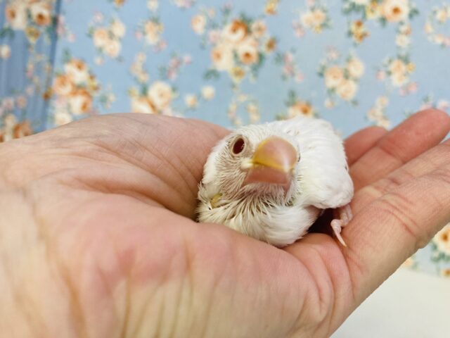 アルビノ文鳥