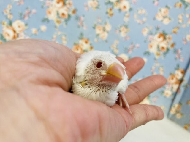 天使の文ちゃん🪽✨アルビノ文鳥ヒナちゃん入舎です🤍🫧