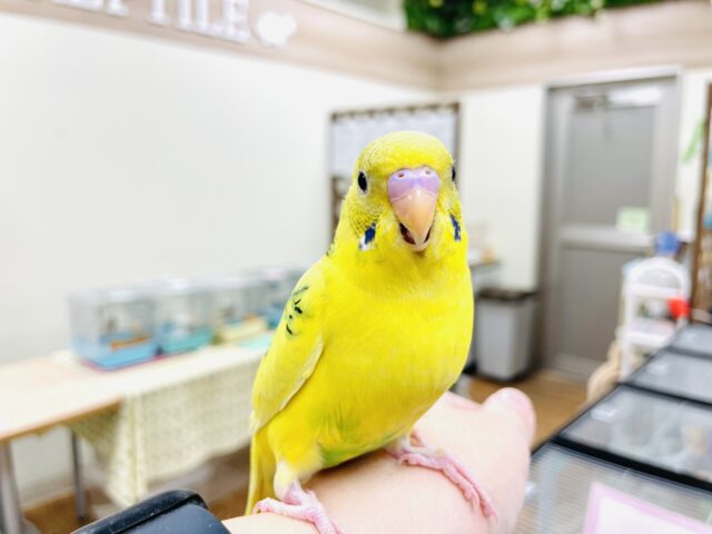 セキセイインコ