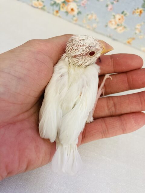 アルビノ文鳥