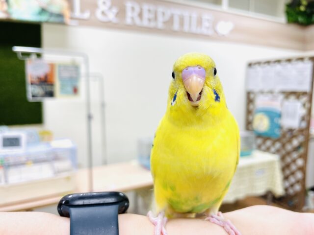 セキセイインコ