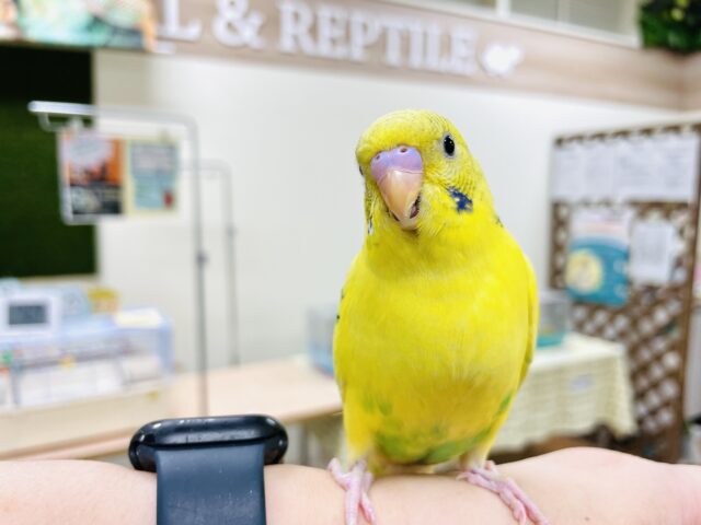 セキセイインコ