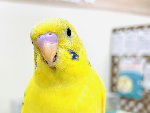 【最新画像】笑顔がステキっ⭐️⸝⸝꙳セキセイインコ（パイド）ヒナ