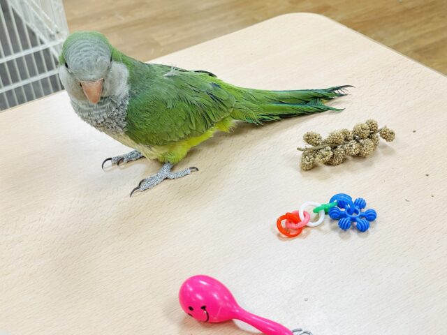 オキナインコ