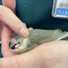 最新画像🆙凛々しさとかわいさを兼ね備えた💟 人が大好き❢❢ 桜文鳥さん🐧❤︎