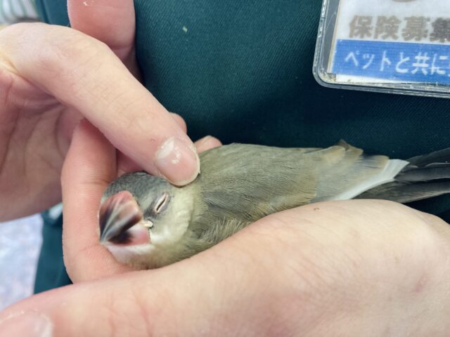 最新画像🆙凛々しさとかわいさを兼ね備えた💟 人が大好き❢❢ 桜文鳥さん🐧❤︎