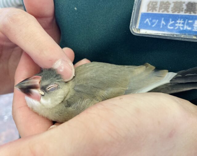 桜文鳥