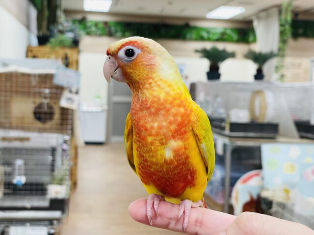 ホオミドリウロコインコ