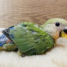 パッチリおめめでみんなを見つめちゃう💕コザクラインコノーマルカラー！