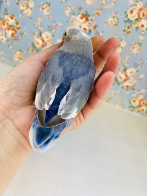 コザクラインコ（小桜インコ）