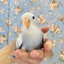 最新画像&動画更新🆙愛おしく成長中💟手乗りコザクラインコ(バイオレットパイド)🫧