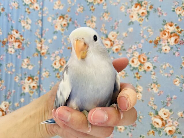 最新画像&動画更新🆙愛おしく成長中💟手乗りコザクラインコ(バイオレットパイド)🫧