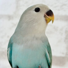 【最新画像更新🪄もうすぐ1人餌‪☆】アイドル級！？可愛すぎるお顔です💖コザクラインコ(ブルーチェリー) ヒナ