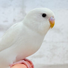 【最新画像・動画更新🪄】見かけによらず！？アクティブちゃん~♩♩セキセイインコ(ダブルファクター) ヒナ
