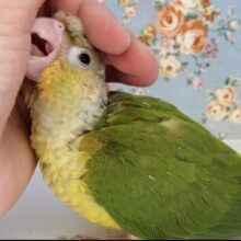 イノセントな姿に心奪われる💟かわいい手乗りウロコインコのヒナちゃん(パイナップル)🌼🍍