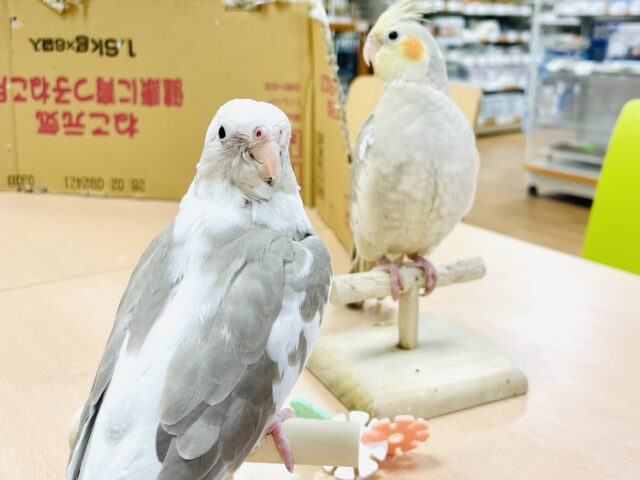 オカメインコ