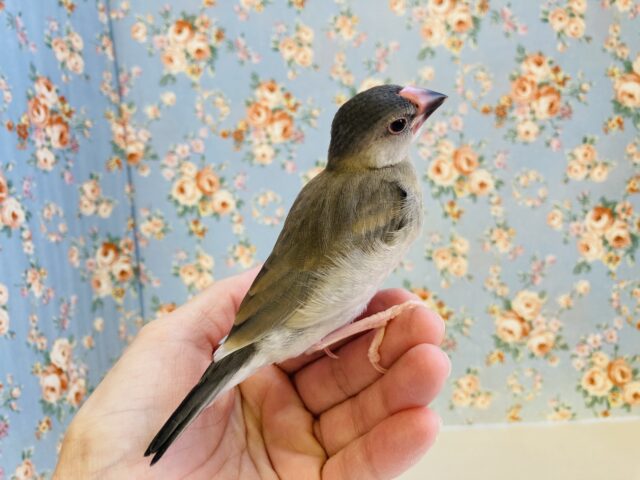 桜文鳥