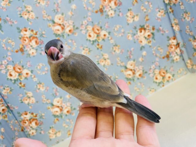 桜文鳥
