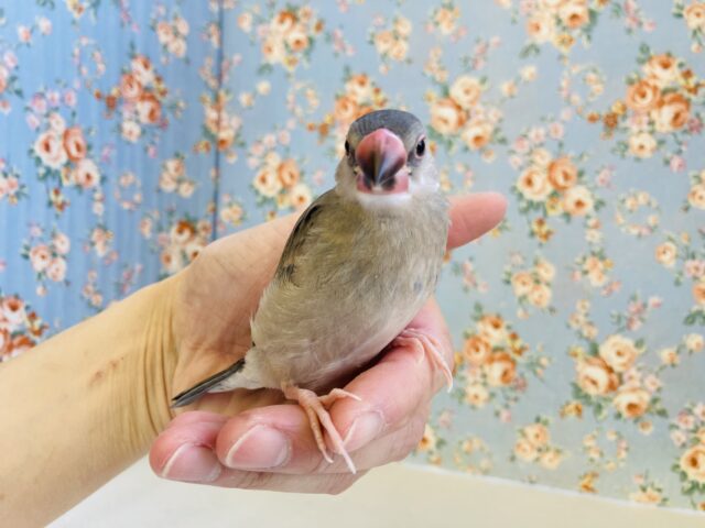 桜文鳥