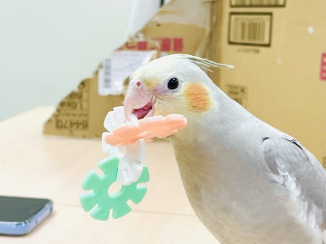 オカメインコ