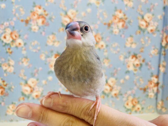 桜文鳥