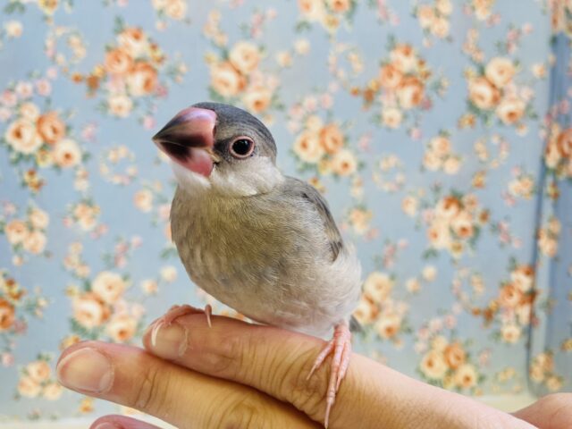 桜文鳥