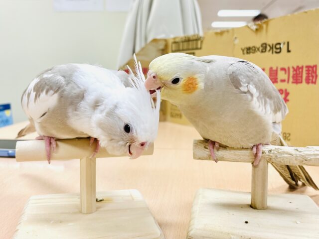 オカメインコ